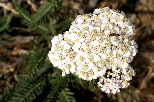 Achillea bianca montagna - A. millefolium